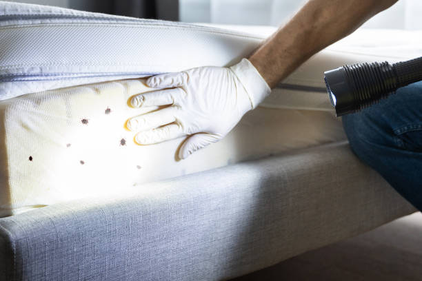 Flea Control Services in Surfside, FL