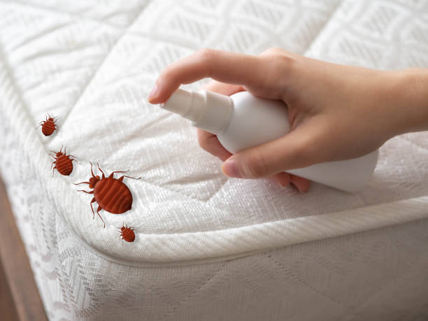 Insect Control in Surfside, FL