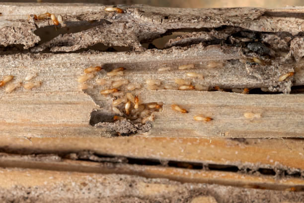 Best Best Pest Control Companies  in Surfside, FL