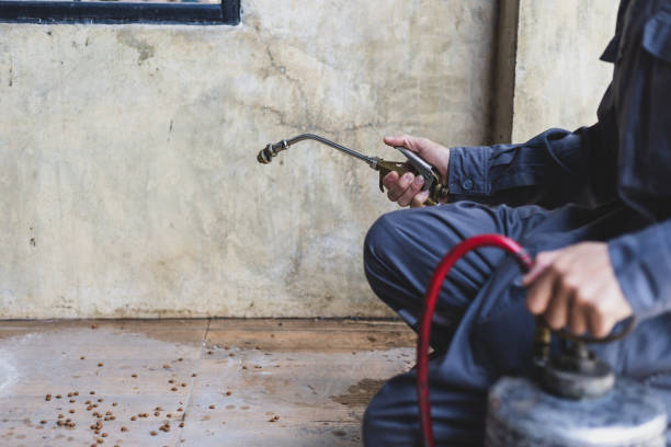 Best Rat Extermination Near Me  in Surfside, FL